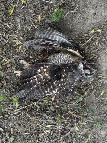 Rufous-legged Owl (Strix rufipes), photo 3