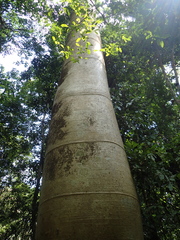 Cavanillesia platanifolia