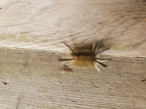 Banded Tussock Moth
