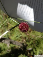 Eryngium sanguisorba