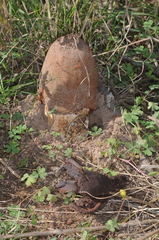 Prosopanche americana