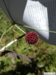 Eryngium sanguisorba