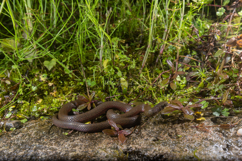 Chiwen keelback