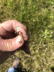 Spergula