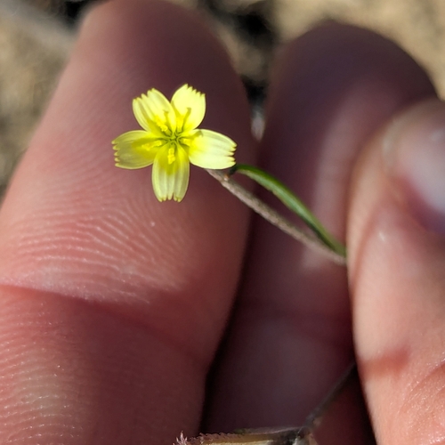 Koelpinia linearis, 2026-05-24