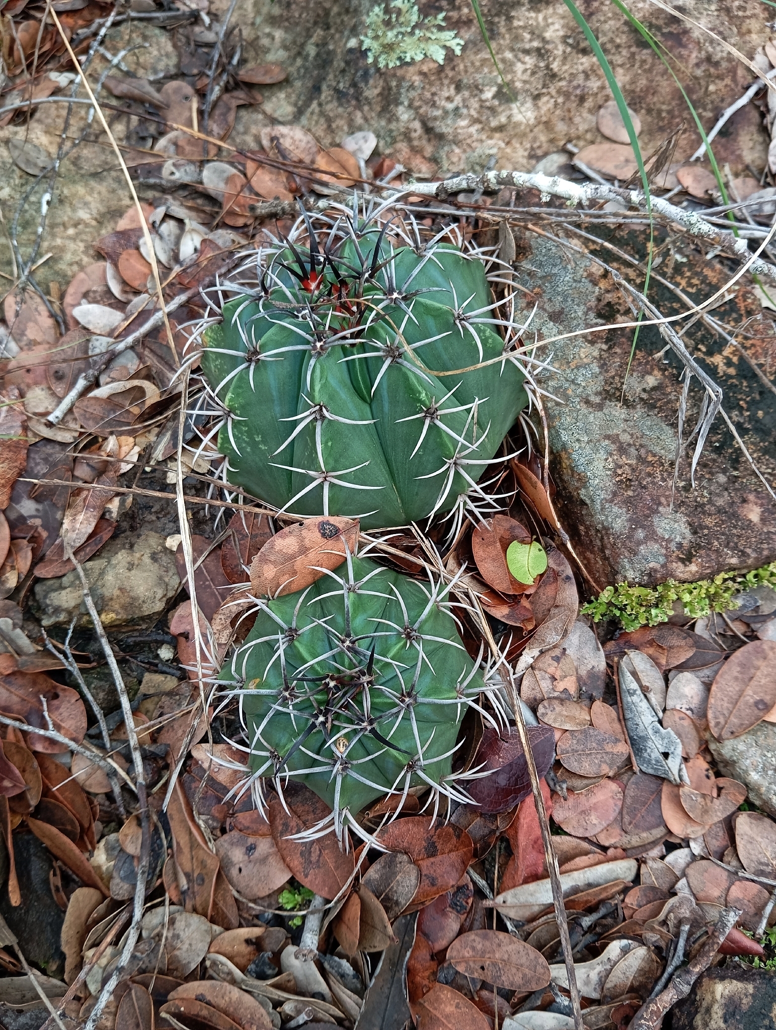 Melocactus zehntneri