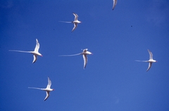 Phaethon aethereus mesonauta