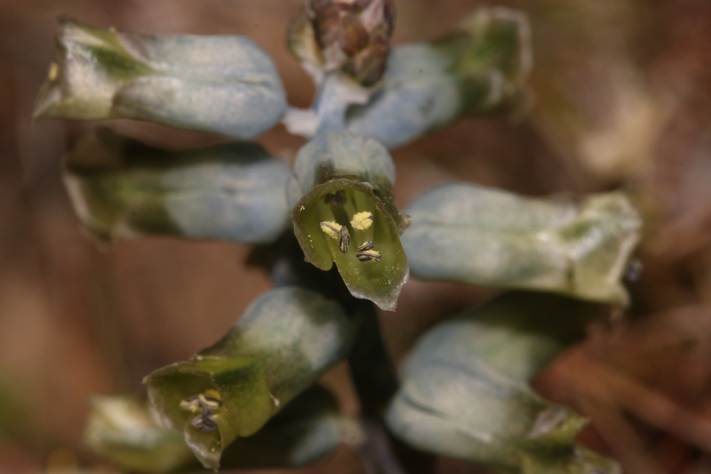 Lachenalia attenuata, Namakwa, ZA-NC, ZA