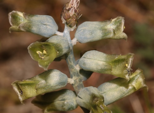 Image of Lachenalia attenuata by (c) Brian du Preez, some rights reserved (CC BY-SA)
