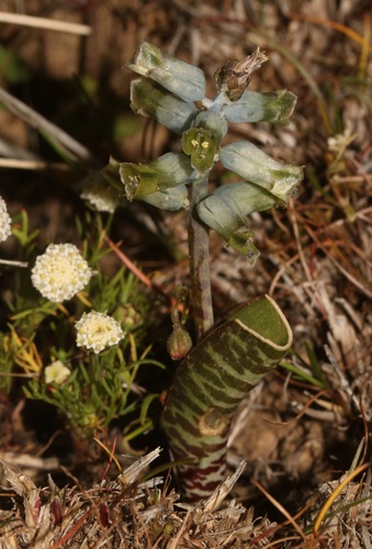 Image of Lachenalia attenuata by (c) Brian du Preez, some rights reserved (CC BY-SA)