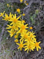 Senecio lemmonii