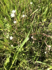 Spergula