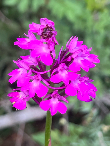 pyramidal orchid