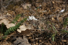 Noccaea macrantha