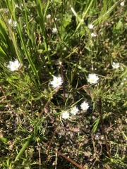 Spergula