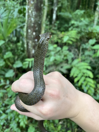Chiwen keelback