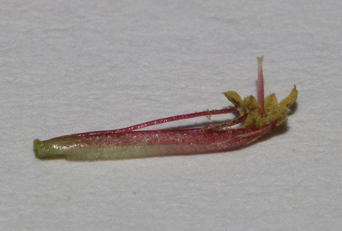 Image of Indigofera hantamensis by (c) Brian du Preez, some rights reserved (CC BY-SA)