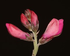 Indigofera hantamensis