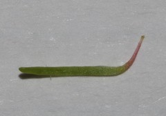 Indigofera hantamensis