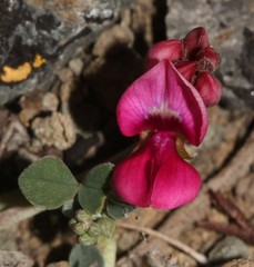 Indigofera hantamensis