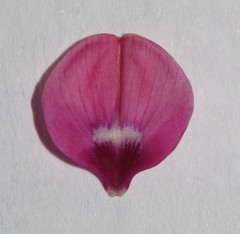Indigofera hantamensis