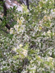 Galium stellatum eremicum