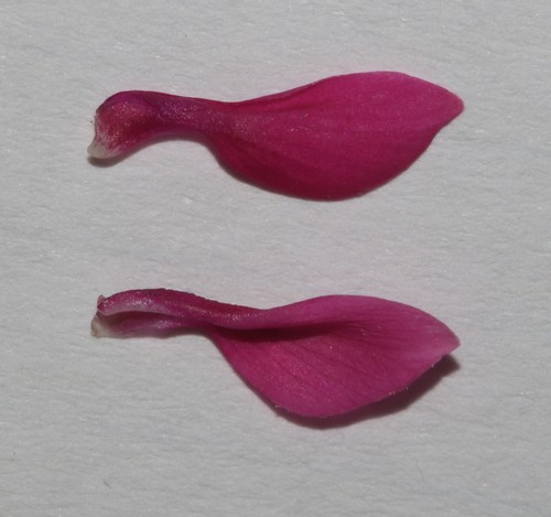 Image of Indigofera hantamensis by (c) Brian du Preez, some rights reserved (CC BY-SA)