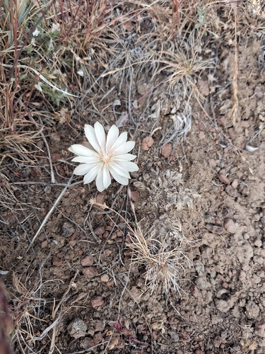 Bitterroot