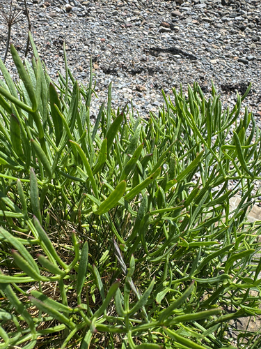 rock samphire