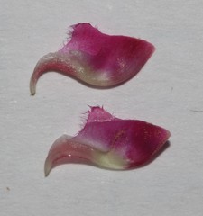 Indigofera hantamensis