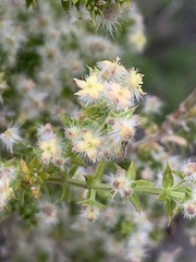 Galium stellatum eremicum