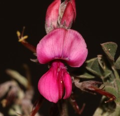 Indigofera hantamensis