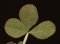 Indigofera hantamensis