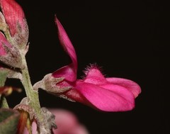 Indigofera hantamensis