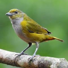 Chestnut-Bellied Euphonia photo 2