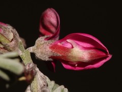 Indigofera hantamensis