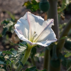 Datura ceratocaula