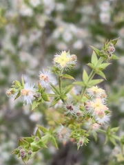 Galium stellatum eremicum