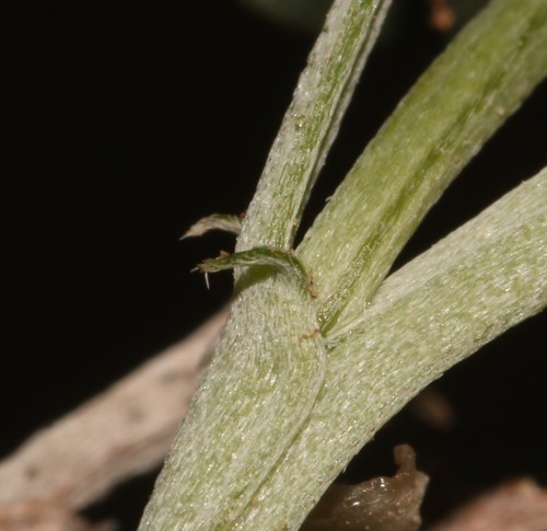 Image of Indigofera hantamensis by (c) Brian du Preez, some rights reserved (CC BY-SA)