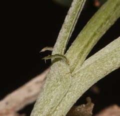 Indigofera hantamensis