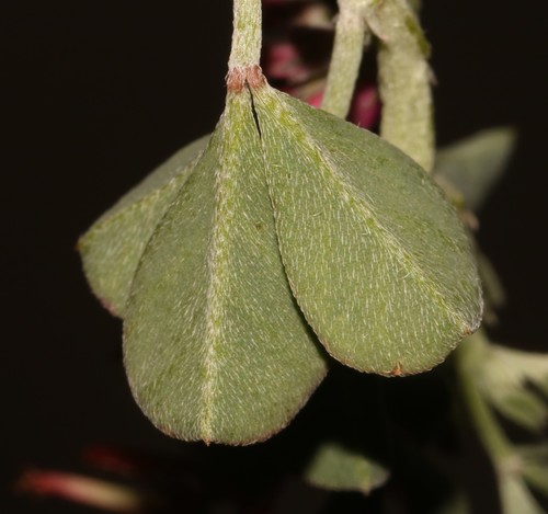 Image of Indigofera hantamensis by (c) Brian du Preez, some rights reserved (CC BY-SA)