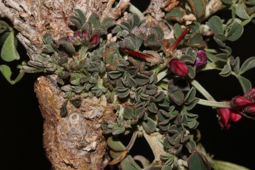 Image of Indigofera hantamensis by (c) Brian du Preez, some rights reserved (CC BY-SA)
