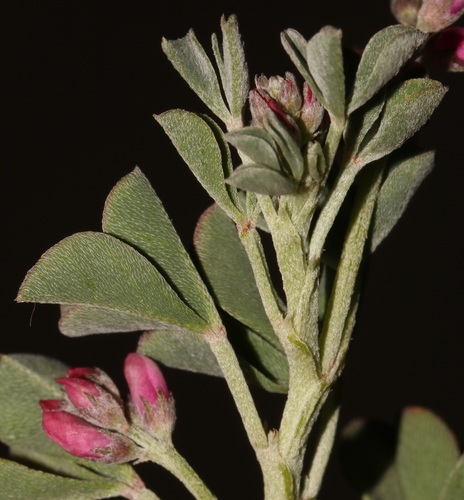 Image of Indigofera hantamensis by (c) Brian du Preez, some rights reserved (CC BY-SA)