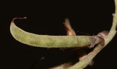 Indigofera hantamensis
