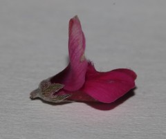Indigofera hantamensis