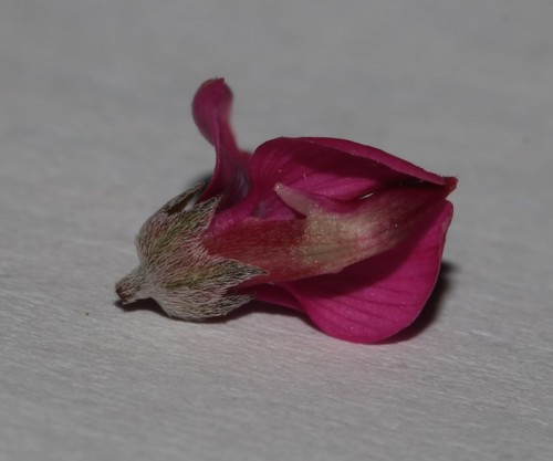 Image of Indigofera hantamensis by (c) Brian du Preez, some rights reserved (CC BY-SA)