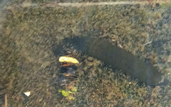 Haemopis sanguisuga