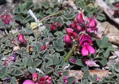 Indigofera hantamensis