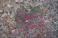Indigofera hantamensis
