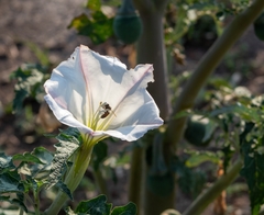 Datura ceratocaula